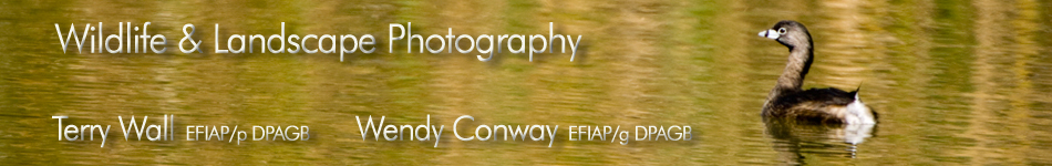 Terry Wall & Wendy Conway Photography